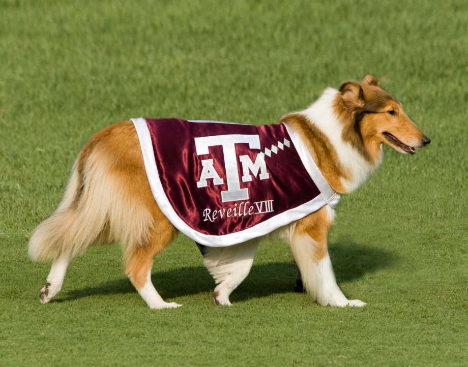 Texas a m university