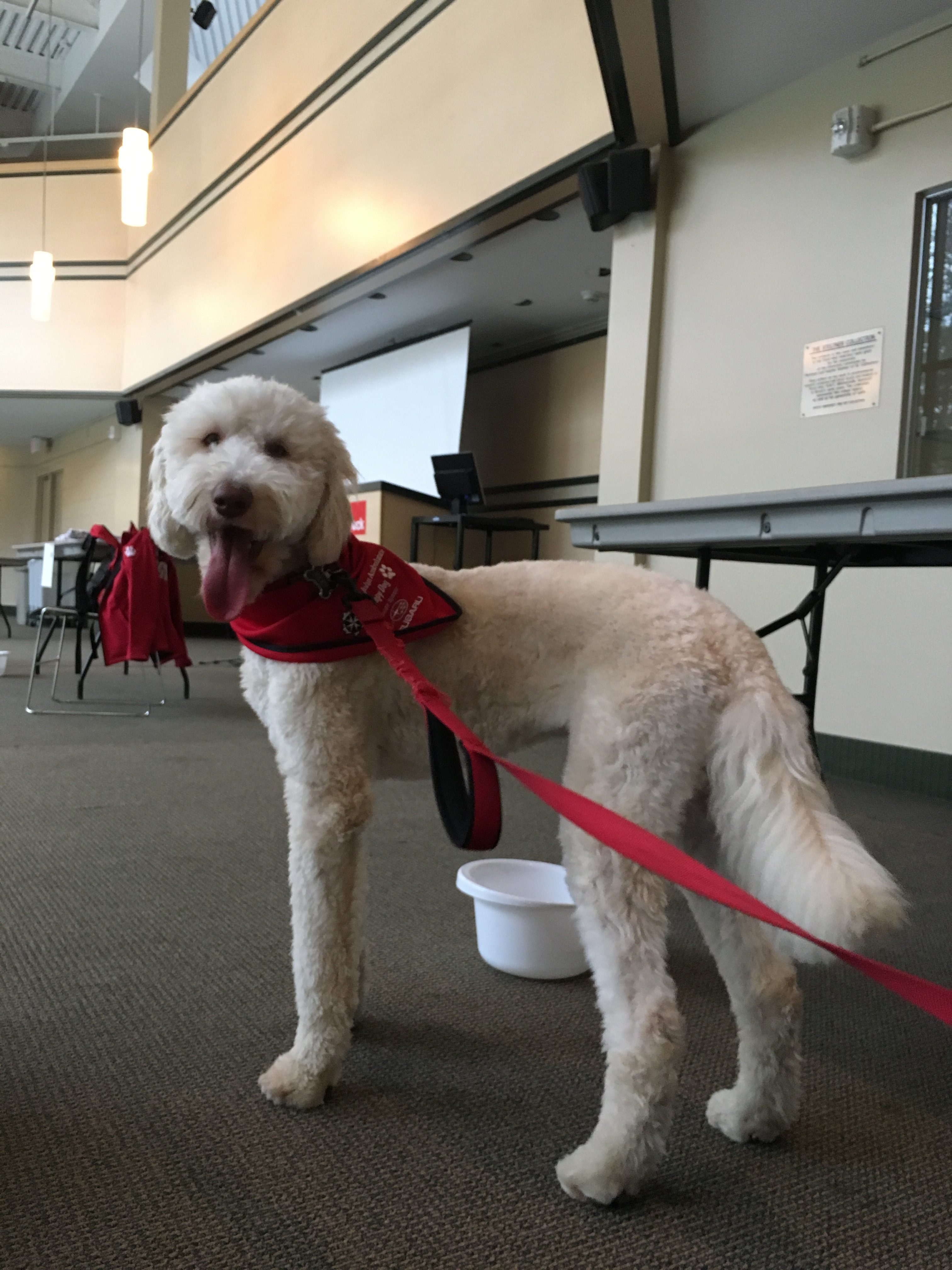 Puppy room at Brock University