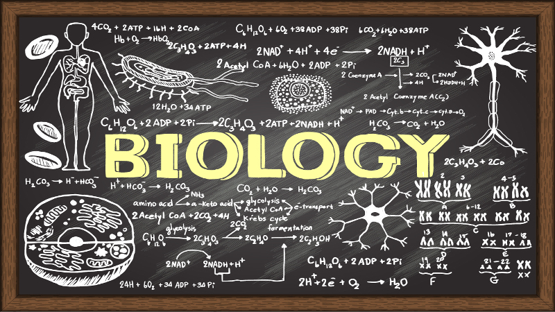 Reflection-Honors Biology