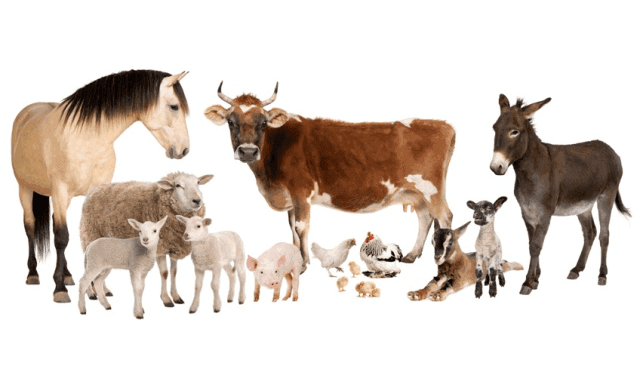 A variety of farm animals