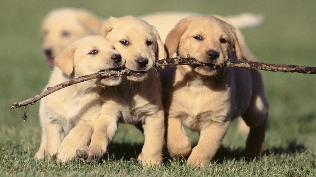 picture of three puppies holding stick