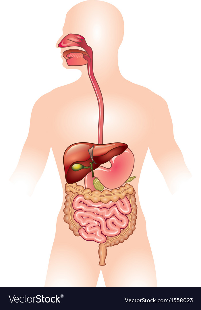 Human digestive tract vector