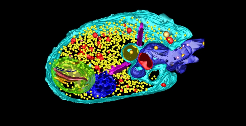 Cell that is studied in the course. 