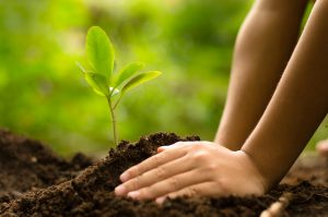 A person planting in the soil.