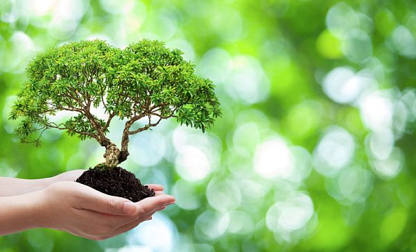 holding tree in hand