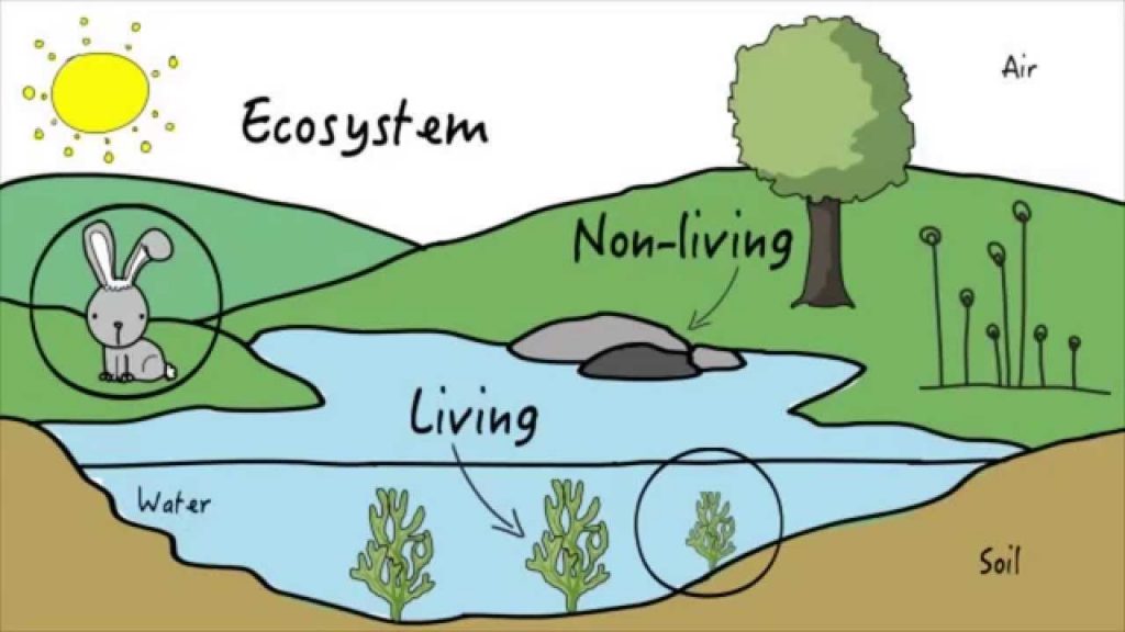 A representation of an ecosystems.