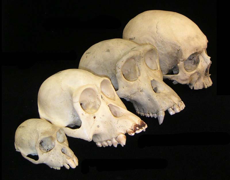 Human skulls