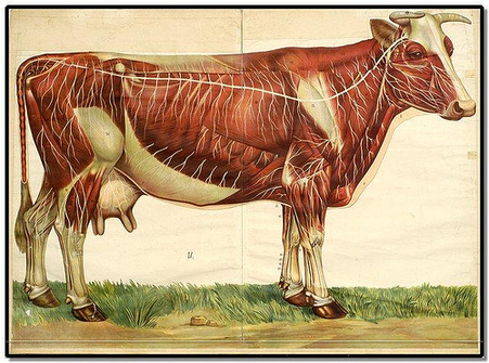 A graphical drawing of a cow showing its interior parts