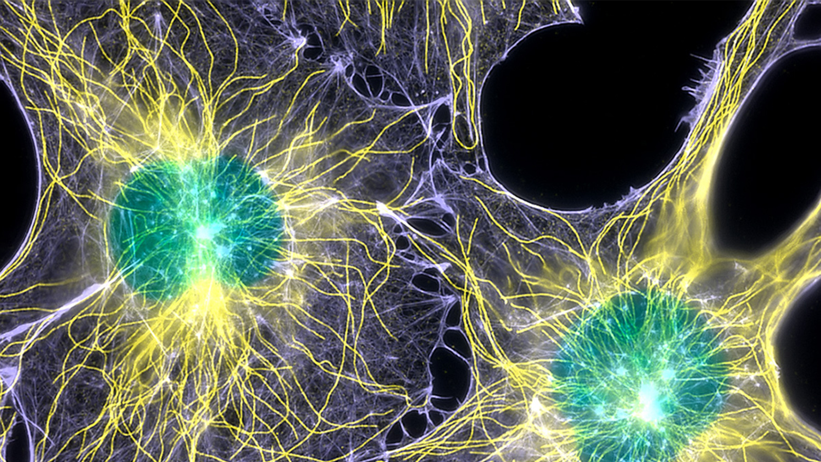Cell Biology - Actin, microtubules, and nuclei