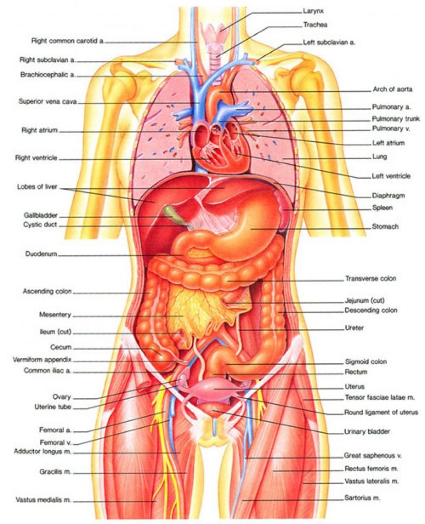 Illustration of body's internal organs noting the different parts