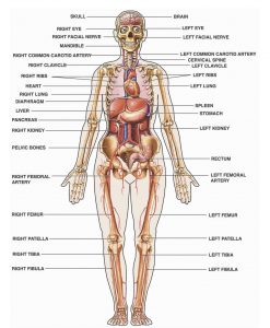 Anatomy; Parts of a human body