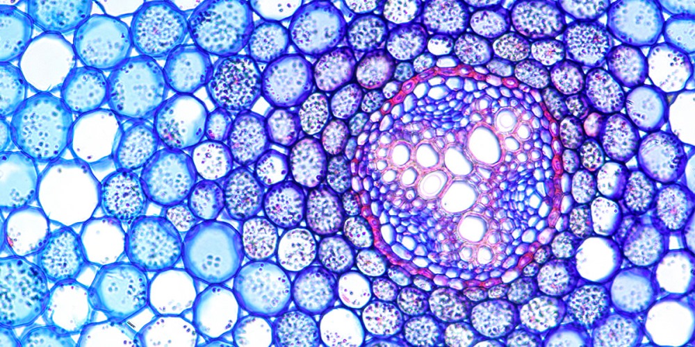 picture of cells