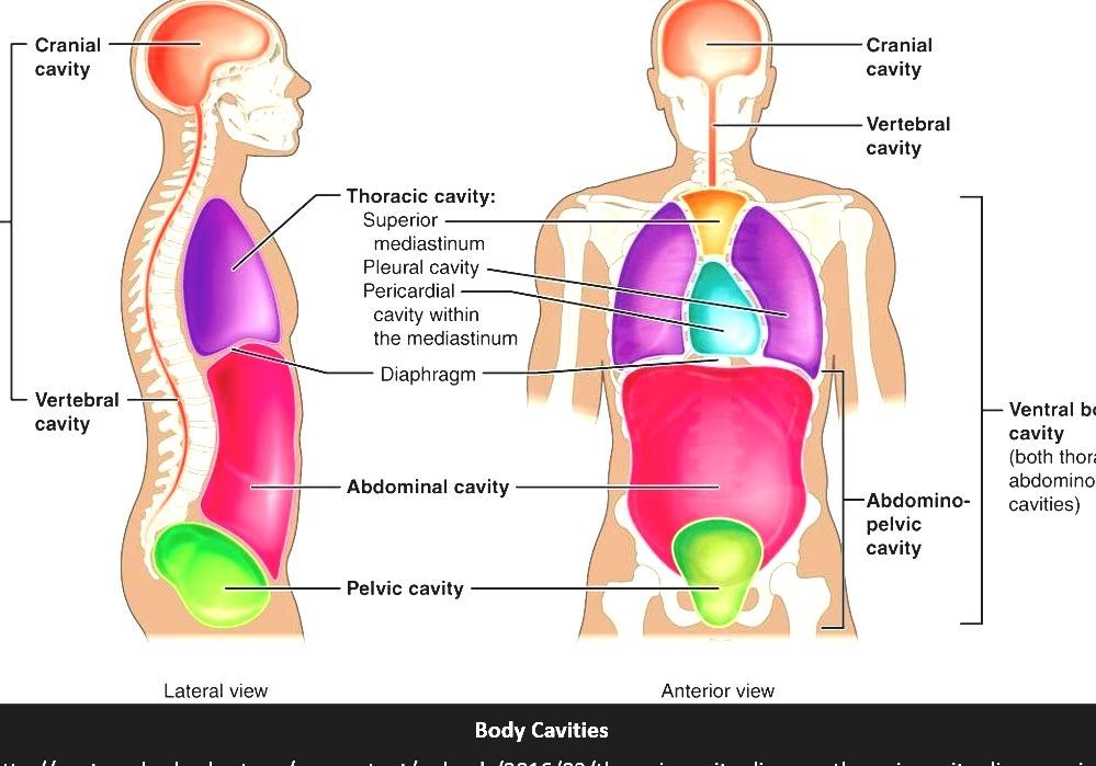 Cavities Of The Human Body