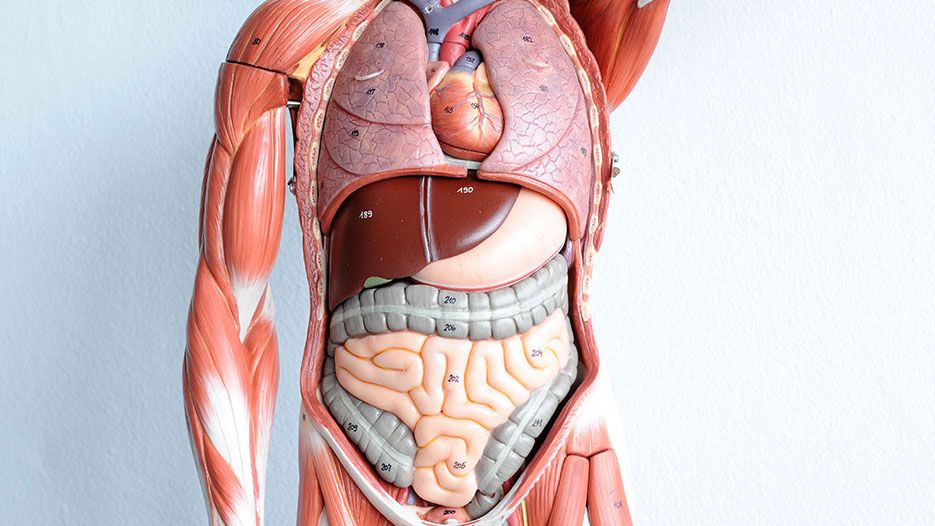  human anatomy