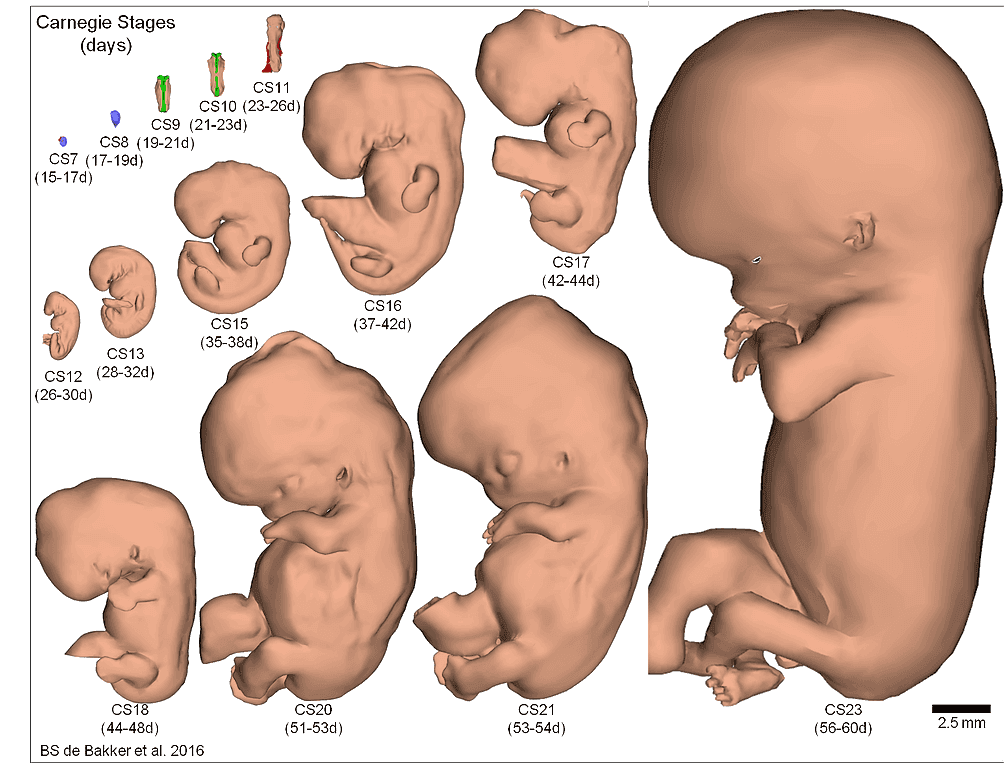 the many stages of the baby
