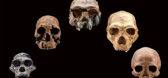 image of 5 skulls