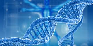 structure of DNA