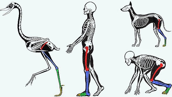 comparative image of Animal Physiology