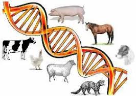 DNA and animals