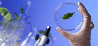 Someone holding up a leaf in the lab