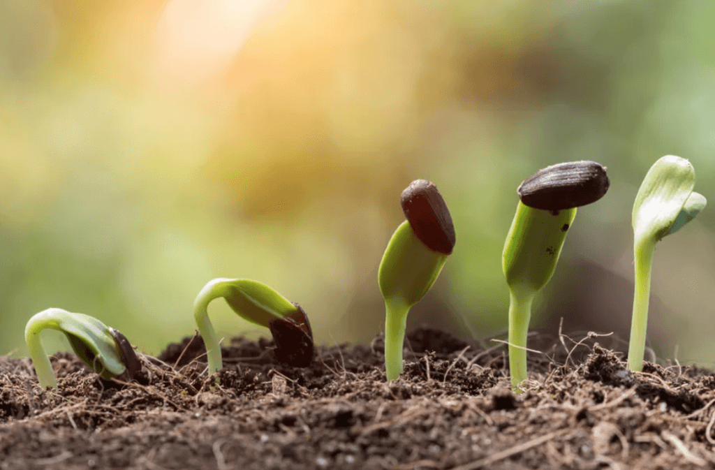 plants growing on the soil