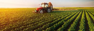 A tractor in a cornfield
