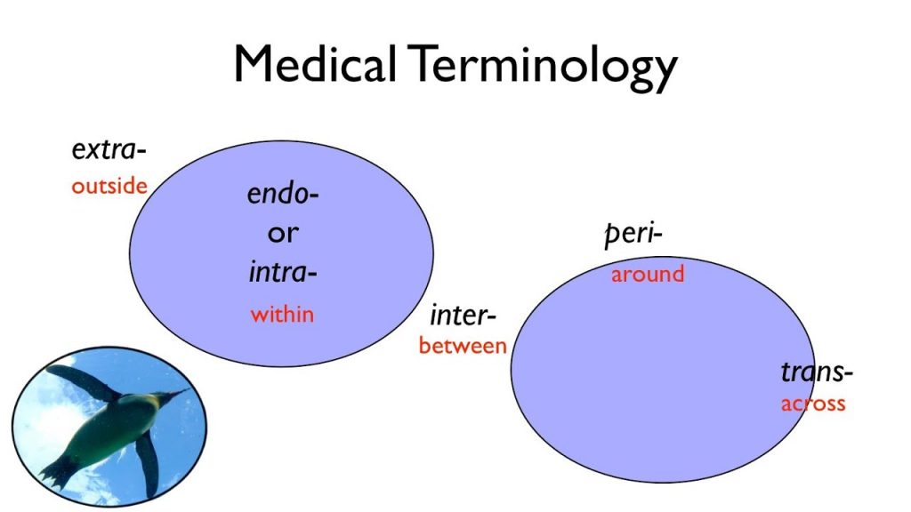 A professor lectures students on proper medical terminology.