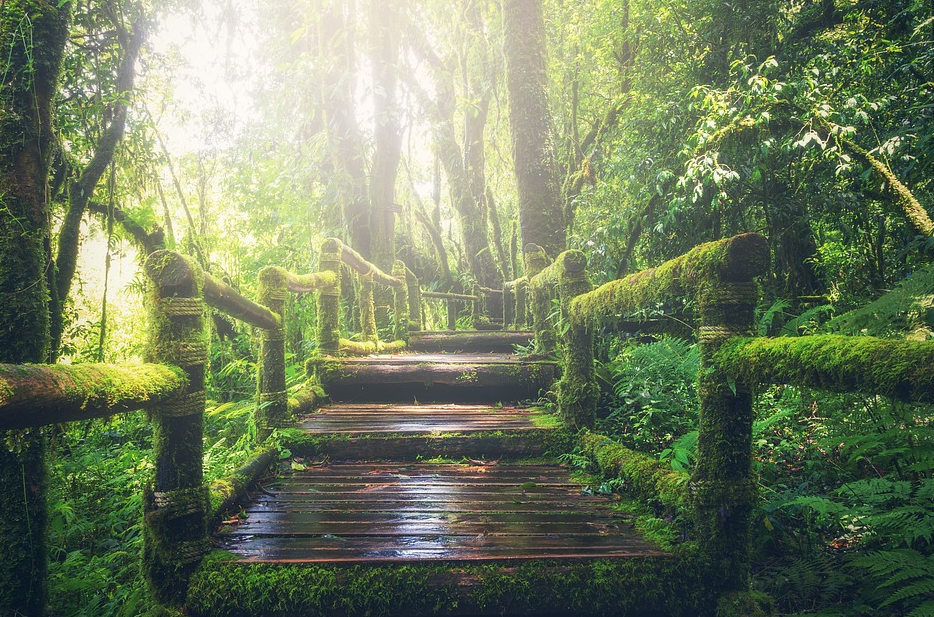 old bridge with moss growing all over it