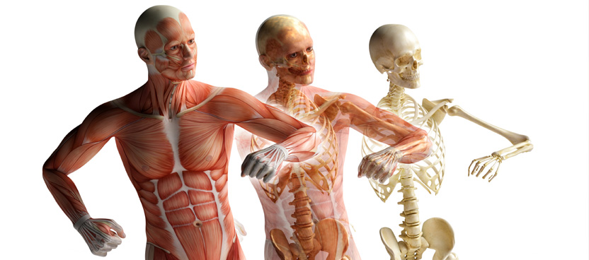 human skeletal and muscular images
