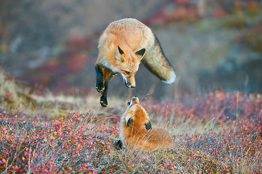 Two Foxes in the wilderness