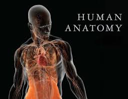 The human body with structures glowing inside. 